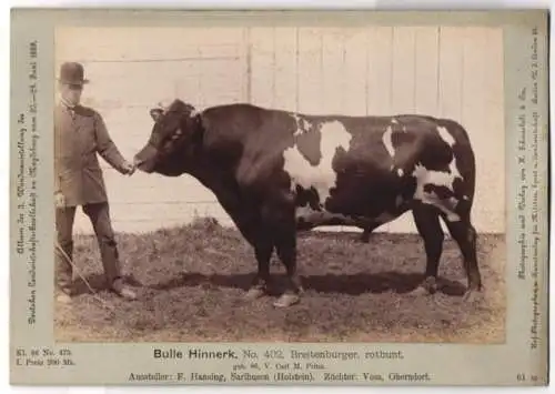 Fotografie H. Schnaebeli, Berlin, Ausstellung Landwirtschafts Gesellschaft Magdeburg 1889, Rind Breitenburger Bulle