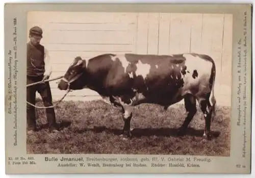 Fotografie H. Schnaebeli, Berlin, Ausstellung Landwirtschafts Gesellschaft Magdeburg 1889, Rind Breitenburger Bulle