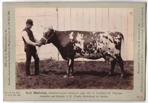 Fotografie Schnaebeli, Berlin, Ausstellung Landwirtschafts Gesellschaft Magdeburg 1889, Rind Breitenburger Kuh Mathilde