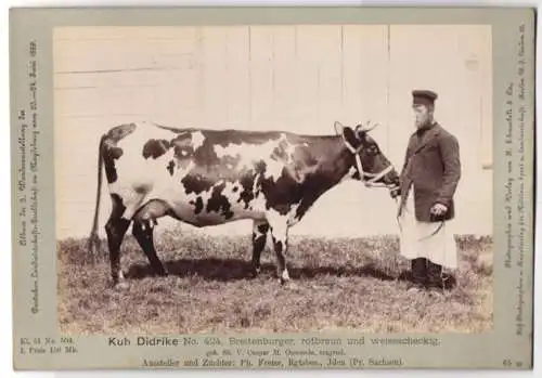 Fotografie Schnaebeli, Berlin, Ausstellung Landwirtschafts Gesellschaft Magdeburg 1889, Rind Breitenburger Kuh Didrike