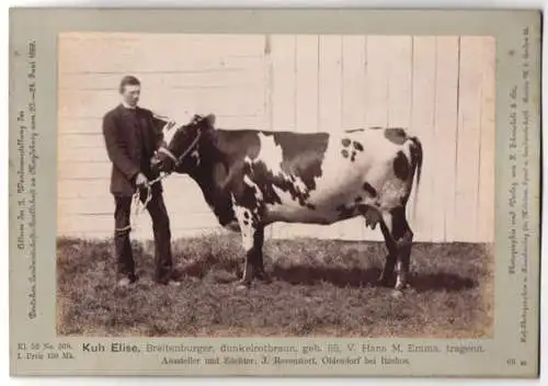 Fotografie H. Schnaebeli, Berlin, Ausstellung Landwirtschafts Gesellschaft Magdeburg 1889, Rind Breitenburger Kuh Elise