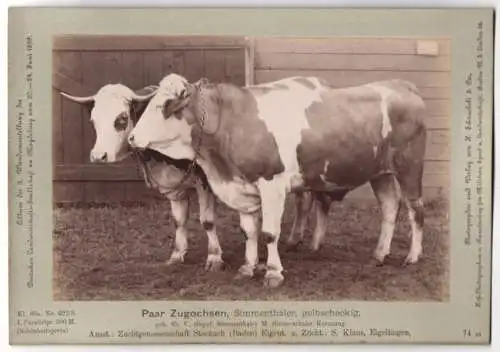 Fotografie H. Schnaebeli, Berlin, Ausstellung Landwirtschafts Gesellschaft Magdeburg 1889, Rind Simmenthaler Zugochsen