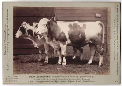 Fotografie Schnaebeli, Berlin, Ausstellung Landwirtschafts Gesellschaft Magdeburg 1889, Simmenthaler Kreuzung Zugochsen