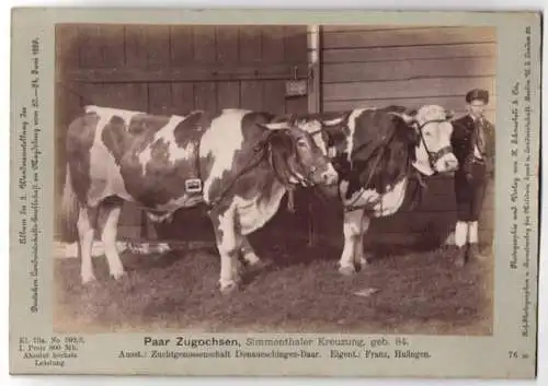 Fotografie Schnaebeli, Berlin, Ausstellung Landwirtschafts Gesellschaft Magdeburg 1889, Kreuzung Simmenthaler Zugochsen