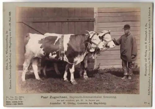 Fotografie Schnaebeli, Berlin, Ausstellung Landwirtschafts Gesellschaft Magdeburg 1889, Bayreuth-Simmenthaler Zugochsen
