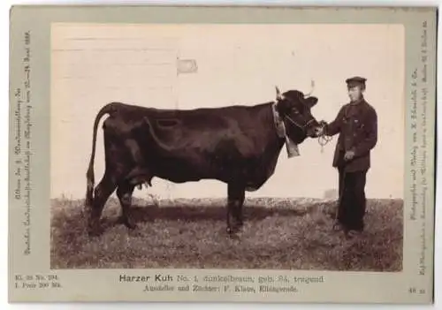 Fotografie H. Schnaebeli, Berlin, Ausstellung Landwirtschafts Gesellschaft Magdeburg 1889, Rind Harzer Kuh