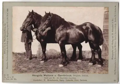 Fotografie H. Schnaebeli, Berlin, Ausstellung Landwirtschafts Gesellschaft Magdeburg 1889, Pferd Belgier Hengste braun