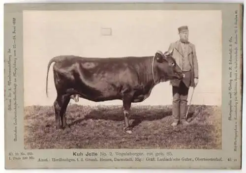 Fotografie H. Schnaebeli, Berlin, Ausstellung Landwirtschafts Gesellschaft Magdeburg 1889, Rind Vogelsberger Kuh Jette
