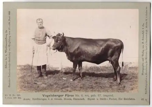 Fotografie H. Schnaebeli, Berlin, Ausstellung Landwirtschafts Gesellschaft Magdeburg 1889, Rind Vogelsberger Färse