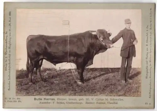 Fotografie H. Schnaebeli, Berlin, Ausstellung Landwirtschafts Gesellschaft Magdeburg 1889, Rind Harzer Bulle Harras