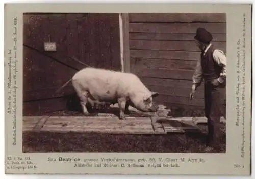 Fotografie H. Schnaebeli, Berlin, Ausstellung Landwirtschafts Gesellschaft Magdeburg 1889, Schwein Sau Yorkshirerasse