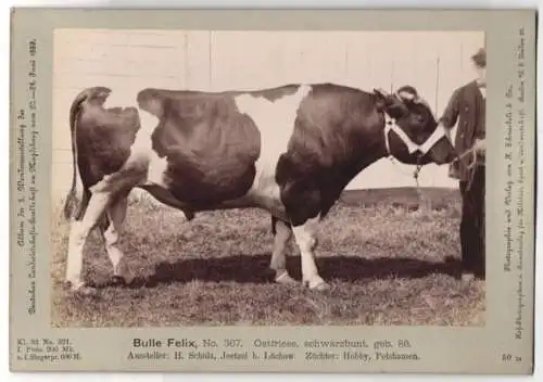 Fotografie H. Schnaebeli, Berlin, Ausstellung Landwirtschafts Gesellschaft Magdeburg 1889, Rind Ostfriesen Bulle Felix