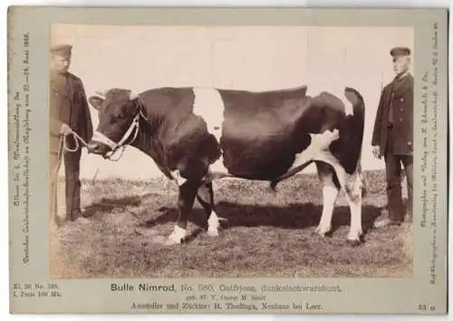 Fotografie H. Schnaebeli, Berlin, Ausstellung Landwirtschafts Gesellschaft Magdeburg 1889, Rind Ostfriesen Bulle Nimrod