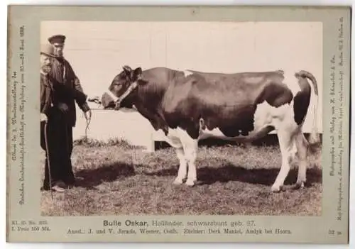 Fotografie H. Schnaebeli, Berlin, Ausstellung Landwirtschafts Gesellschaft Magdeburg 1889, Rind Holländer Bulle Oskar