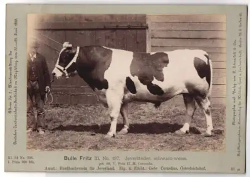 Fotografie H. Schnaebeli, Berlin, Ausstellung Landwirtschafts Gesellschaft Magdeburg 1889, Rind Jeverländer Bulle Fritz