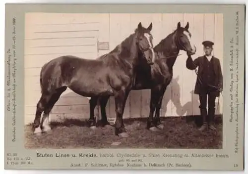 Fotografie Schnaebeli, Berlin, Ausstellung Landwirtschafts Gesellschaft Magdeburg 1889, Pferd Clydesdale-Shire Kreuzung
