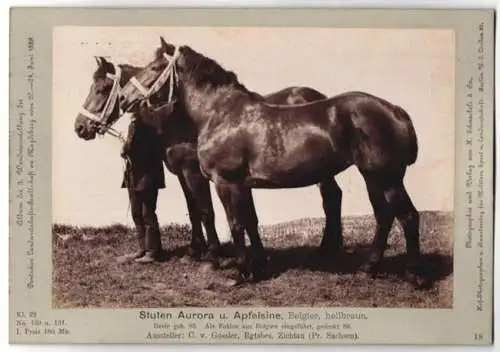 Fotografie Schnaebeli, Berlin, Ausstellung Landwirtschafts Gesellschaft Magdeburg 1889, Pferd Belgier Stuten hellbraun