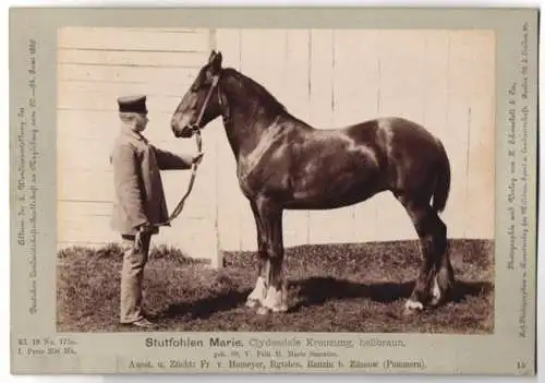 Fotografie H. Schnaebeli, Berlin, Ausstellung Landwirtschafts Gesellschaft Magdeburg 1889, Pferd Clydesdale Kreuzung