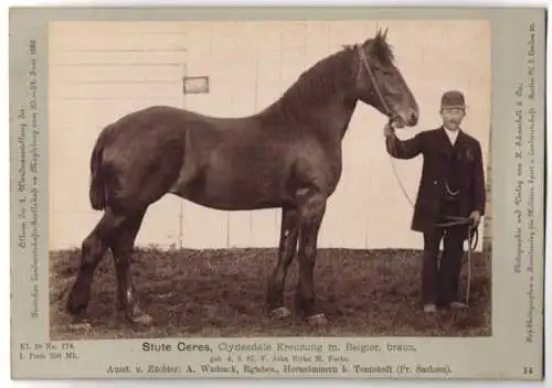 Fotografie Schnaebeli, Berlin, Ausstellung Landwirtschafts Gesellschaft Magdeburg 1889, Pferd Clydesdale-Belgier Kreuz.