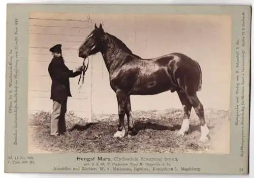 Fotografie H. Schnaebeli, Berlin, Ausstellung Landwirtschafts Gesellschaft Magdeburg 1889, Pferd Clydesdale Kreuzung