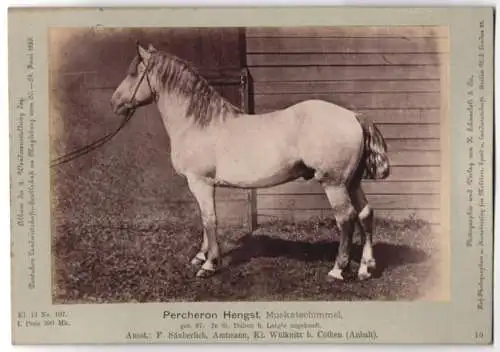 Fotografie Schnaebeli, Berlin, Ausstellung Landwirtschafts Gesellschaft Magdeburg 1889, Pferd Percheron Muskatschimmel