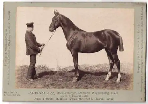 Fotografie Schnaebeli, Berlin, Ausstellung Landwirtschafts Gesellschaft Magdeburg 1889, Pferd Mecklenburger Stutfohlen