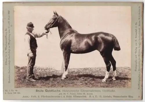 Fotografie H. Schnaebeli, Berlin, Ausstellung Landwirtschafts Gesellschaft Magdeburg 1889, Pferd Elbmarschrasse Holstein
