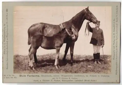 Fotografie H. Schnaebeli, Berlin, Ausstellung Landwirtschafts Gesellschaft Magdeburg 1889, Pferd Mecklenburger Stute