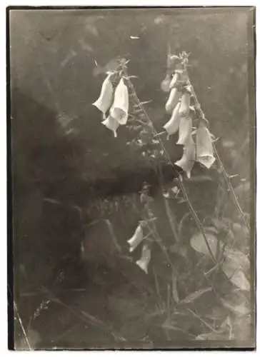 Fotografie W. Apel, Berlin, blühende Wildblumen in der gegend um Treuenbrietzen / Mark Brandenburg