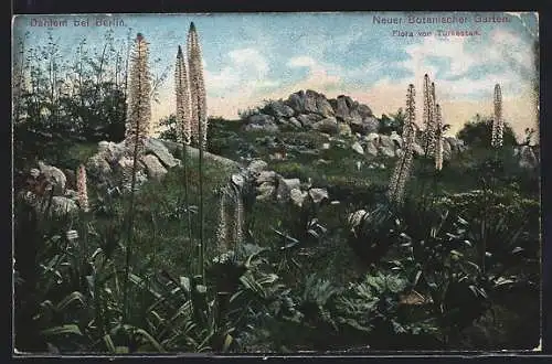 AK Dahlem b. Berlin, Neuer Botanischer Garten, Flora v. Turkestan