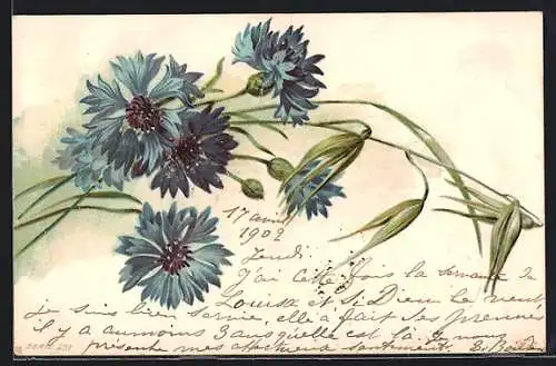 AK Blühende Kornblumen mit Knospen