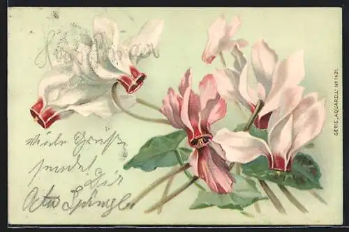 AK Blühende Alpenveilchen