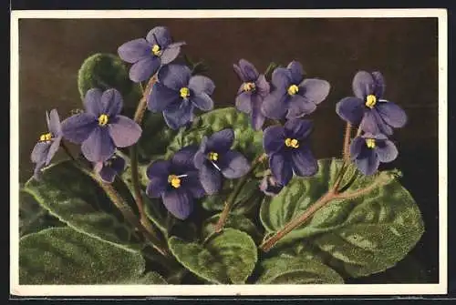 AK Blühendes Usambaraveilchen