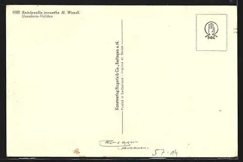 AK Blühendes Usambaraveilchen