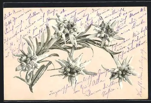 AK Edelweiss-Zweig mit Blüten