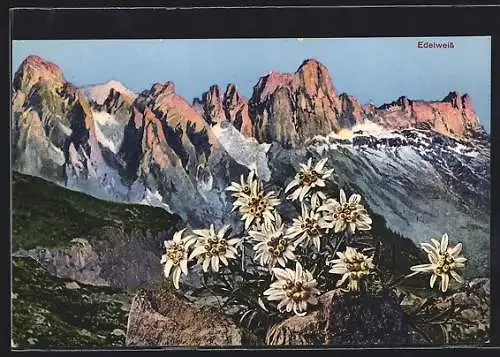 AK Edelweiss vor Bergpanorama