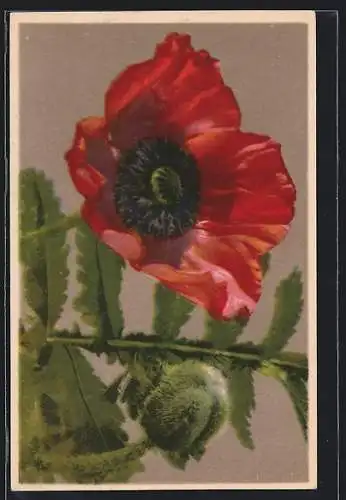 AK Photochromie NR: 1844, Papaver somniferum, Schlafmohn