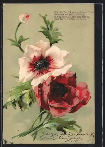 AK Mohnblume, Blüten und Knospe