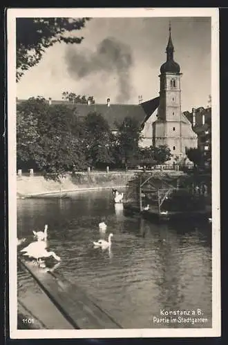 AK Konstanz a. B., Partie im Stadtgarten, Schwäne im Wasser