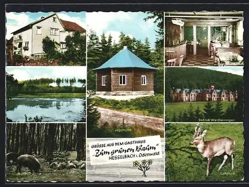 AK Hesselbach / Odenwald, Gasthaus Zum gr. Baum, Bes. Robert Hemberger, Schloss Waldleiningen, Rehbock, Jagdhütte