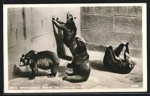 AK Bern, Bären im Bärengraben