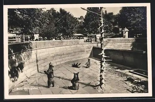 AK Bern, Bären im Bärengraben, La fosse aux Ours