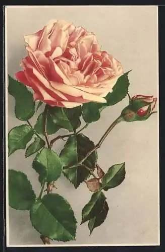 AK Rosafarbene Rose mit Blättern