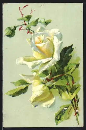 AK Weisse Rosen in Blüte