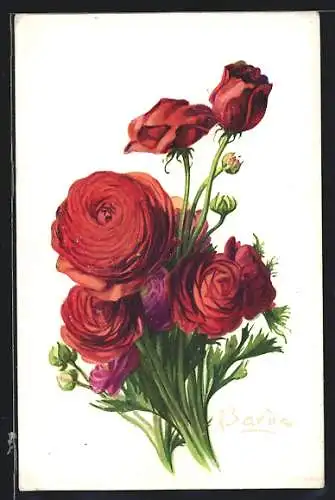 AK Renoncule, Ranunculus asiaticus, Rose