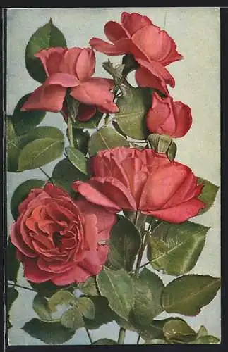 AK Rosafarbene Rosen mit Blättern