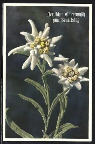 AK Leontopodium alpinum, Edelweiss