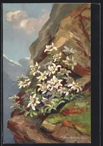 AK Edelweiss im Gebirge, Leontopodium alpinum