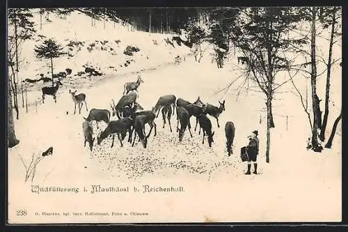 AK Mauthäusl b. Reichenhall, Wildfütterung im Winter