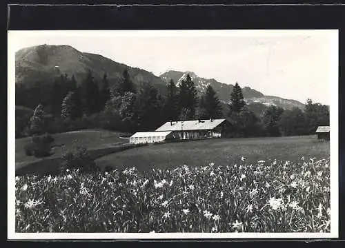 AK Mariazell, Bundesjugendheim mit Blumenwiese